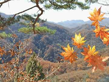 阳江镇未来繁荣新蓝图，最新发展规划揭秘